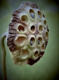 Lotus Pod