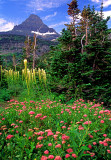 Spirea and beargrass at Logan Pass, Glacier National Park, MT