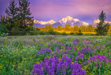 Pilgrim Creek Meadow, Grand Teton National Park, WY