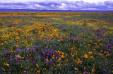 Antelope Valley, CA
