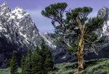 Limber Pine Patriarch in the Foothills of the Tetons, Grand Teton National Park, WY