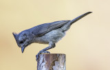 Juniper Titmouse, Sedona, AZ