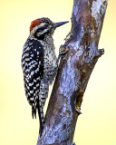 Ladder-backed Woodpecker, Sedona, AZ