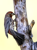 House Finch Sedona,AZ.
