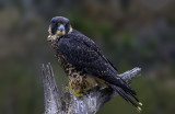 Peregrine Falcon, Torrey Pines State Nature Preserve, CA