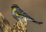 Yellow-rumped Warbler, Sedona, AZ
