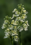 Dew Covered Prairie White Fringed Orchid, Chiwaukee Prairie, Kenosha County, WI