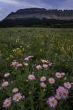 Fleabane and Yellow Paintbrush in a meadow near West Glacier, Glacier National Park, MT