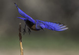 Western Bluebird in Flight, Coconino County, AZ