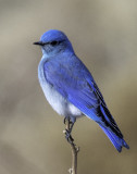 Mountain Bluebird, Coconino County, AZ