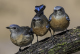 The Three Bluebird Ladies, Coconino County,  Sedona, AZ