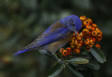 Western Bluebird in Pyracantha, Cottonwood, AZ