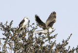 White-tailed Kite Pair, Rancho Mission Viejo Wildlife Preserve, CA