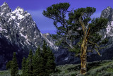 Patriarch Limber Pine, Grand Teton National Park, WY