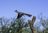 Roady the Roadrunner