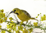 Bullock's Oriole (female), Cottonwood, AZ