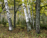 Birches near Gills Rock, Door County, Wi