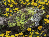 Lichen covered Volcanic Bomb, Peridot Mesa, San Carlos Apache Reservation, AZ