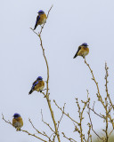 Bluebirds in a tree.jpg