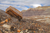 Petrified Wood, Petrified Forest National Park, AZ