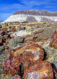 Petrified Wood, Petrified Forest National Park, AZ