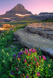 Reynolds Peak and Explorer Gentians, Glacier National Park, MT