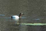 Canvasback 7187C.jpg