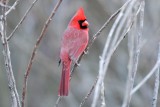 Cardinal_Northern