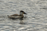 Duck_Ruddy 7479C.jpg