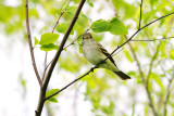 Flycatcher_Willow HS3_5360.jpg