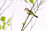 Flycatcher_Willow HS3_5397.jpg