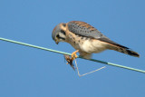 Kestrel_American HS1_3547.jpg