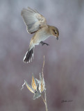 Northern Shrike ( Pie-griche grise ) Juvnile