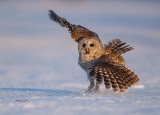 Chouette raye (Barred owl)