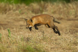 Red  fox ( Renard roux )