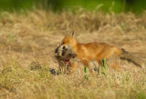 Red  fox ( Renard roux )
