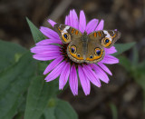 Common Buckeye