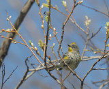 Yellow-rumped Warblers