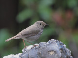 Hermit Thrushes