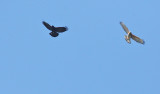 Red-shouldered Hawk & Crow
