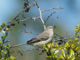 Northern Mockingbird