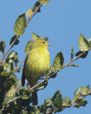 Orange-crowned Warbler, male