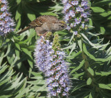 Golden-crowned Sparrow