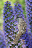 Golden-crowned Sparrow