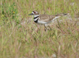 Killdeer