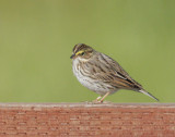 Savannah Sparrow