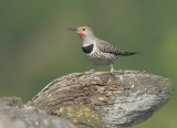 Northern Flicker, red-shafted male