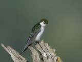 Violet-green Swallow, male