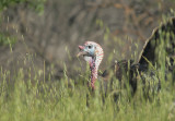 Wild Turkey, male