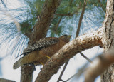 Red-shouldered Hawk